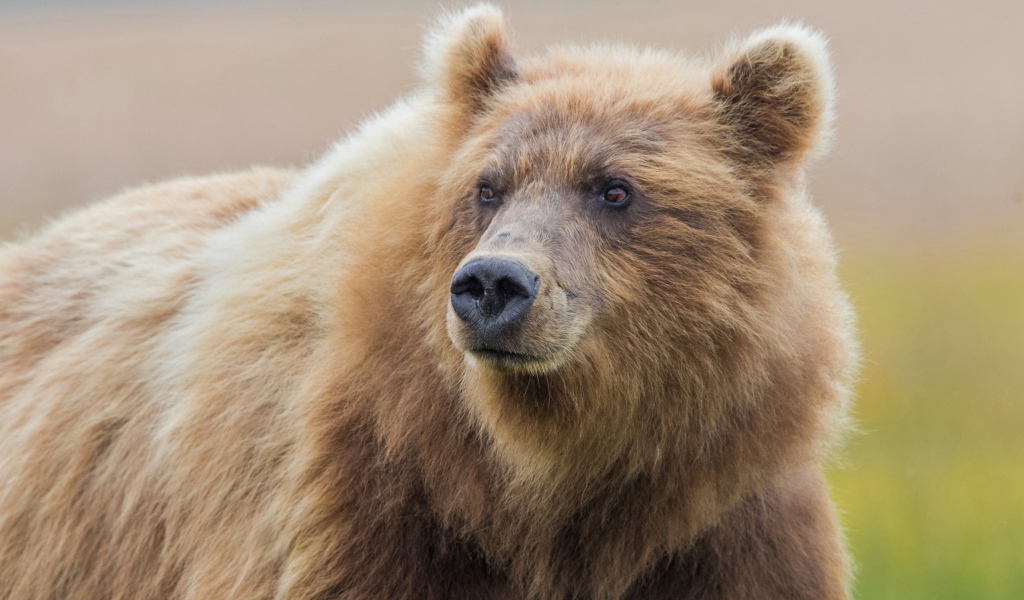 Большой мохнатый бурый медведь