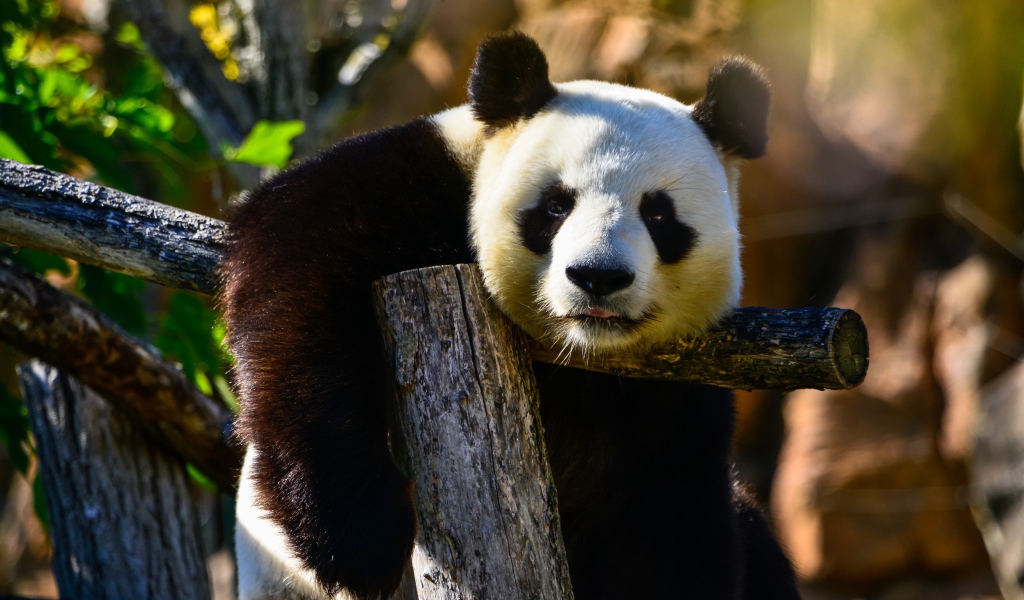 Большая ленивая панда висит на дереве