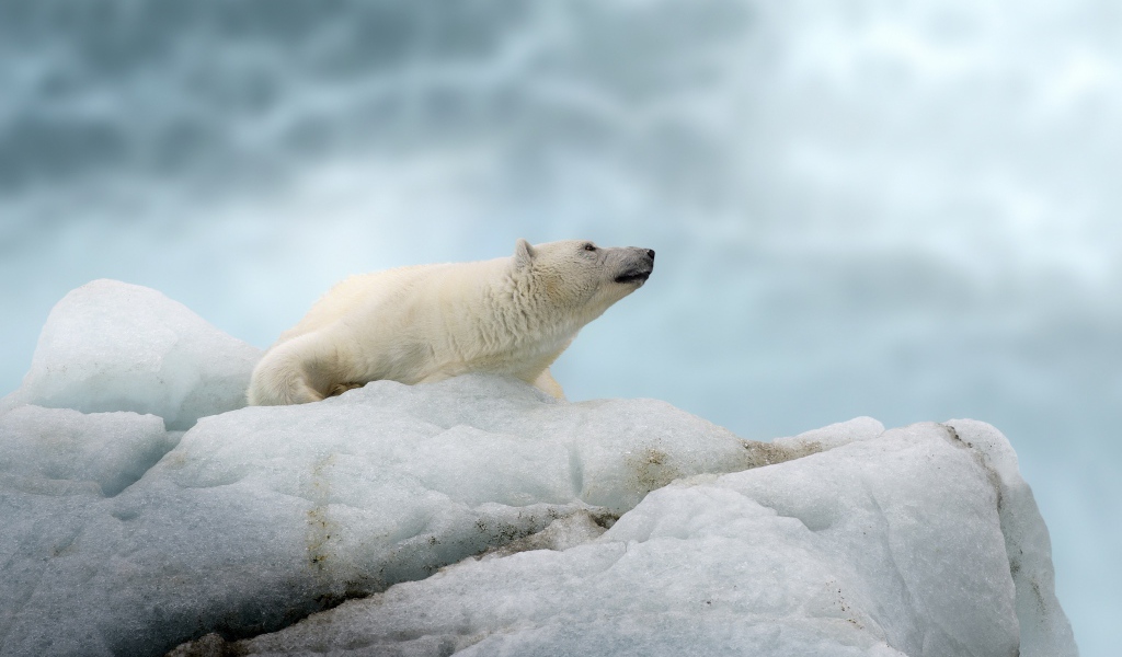 Big polar bear lies on a cold ice floe