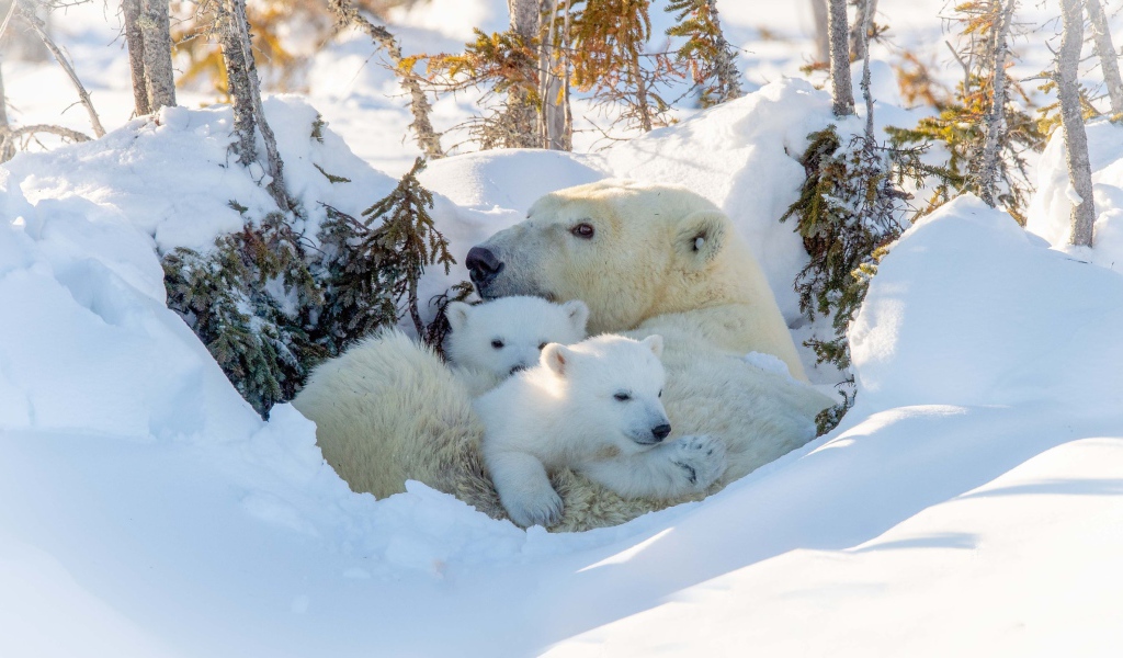 Большая белая медведица с медвежатами в снегу