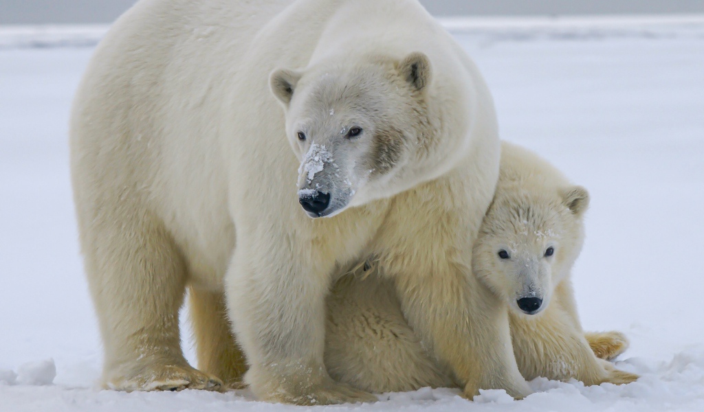 Большая полярная медведица с медвежонком на снегу