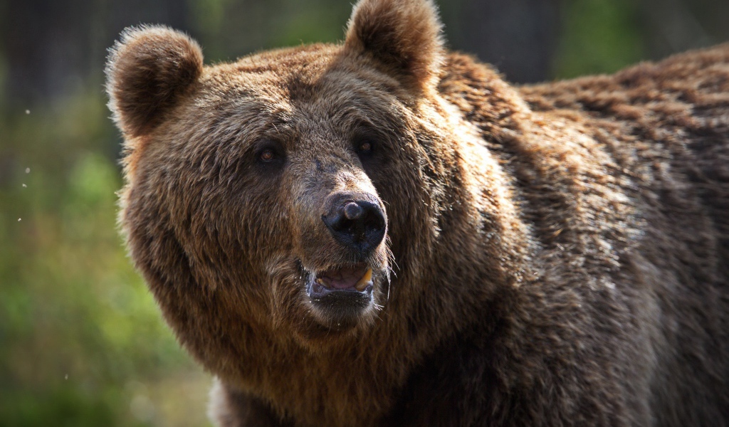 Большой сильный бурый медведь 