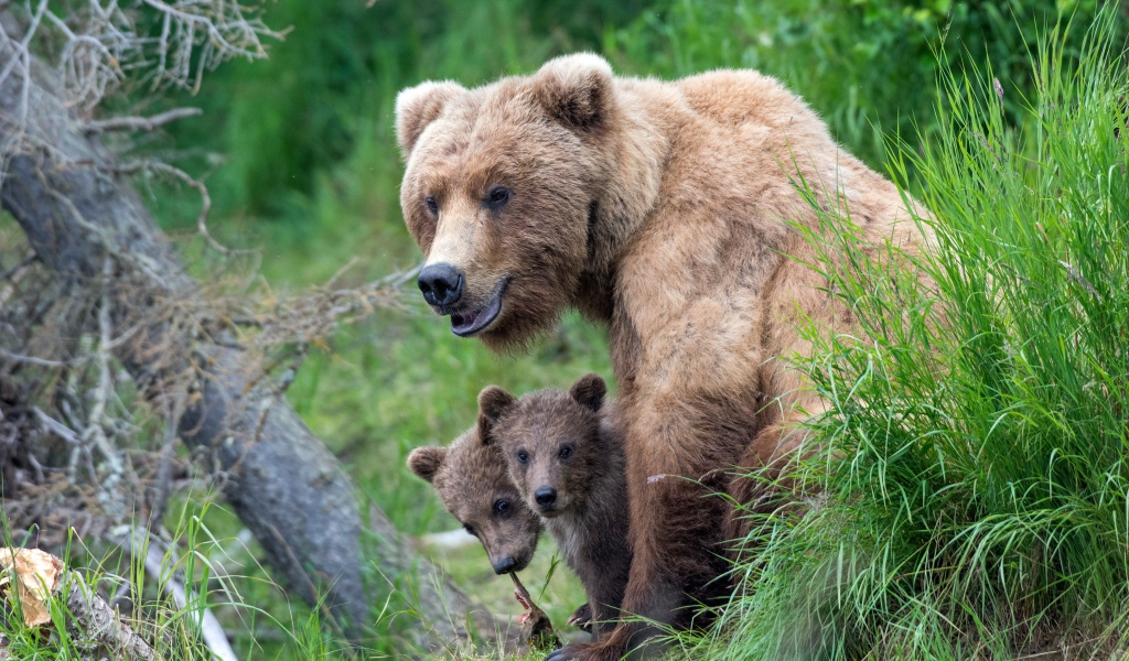 Бурая медведица с маленькими медвежатами в траве 