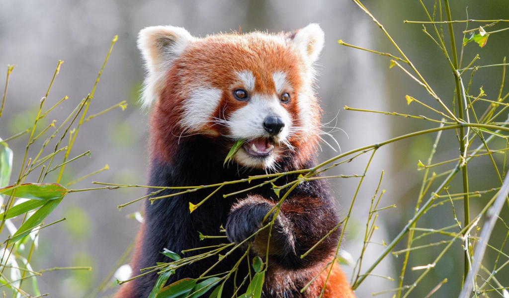 Милая малая панда грызет ветки бамбука