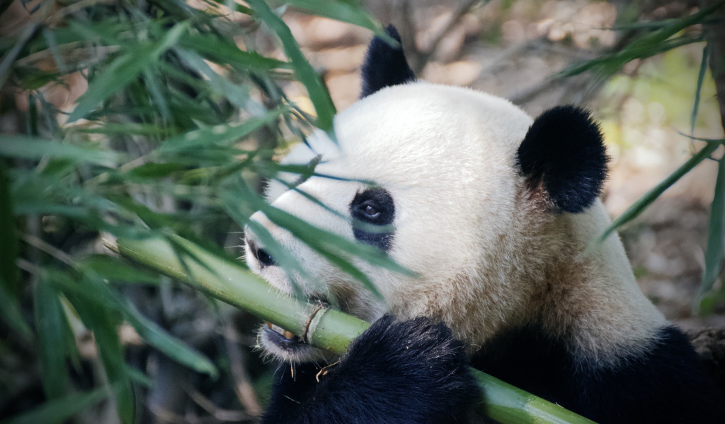 Большая панда грызет бамбук 