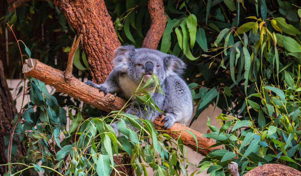 Ленивая коала ест ветки на дереве 