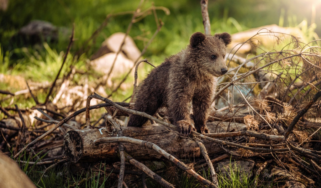 Маленький бурый медвежонок стоит на сухих ветках в лесу