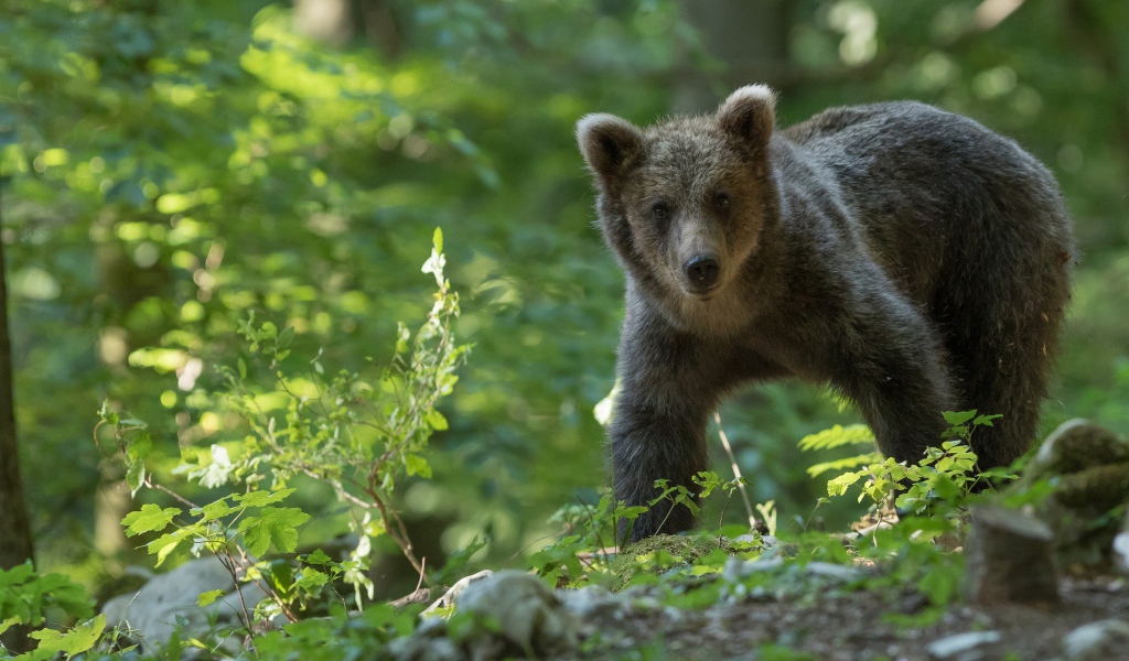 Маленький бурый медведь идет по лесу