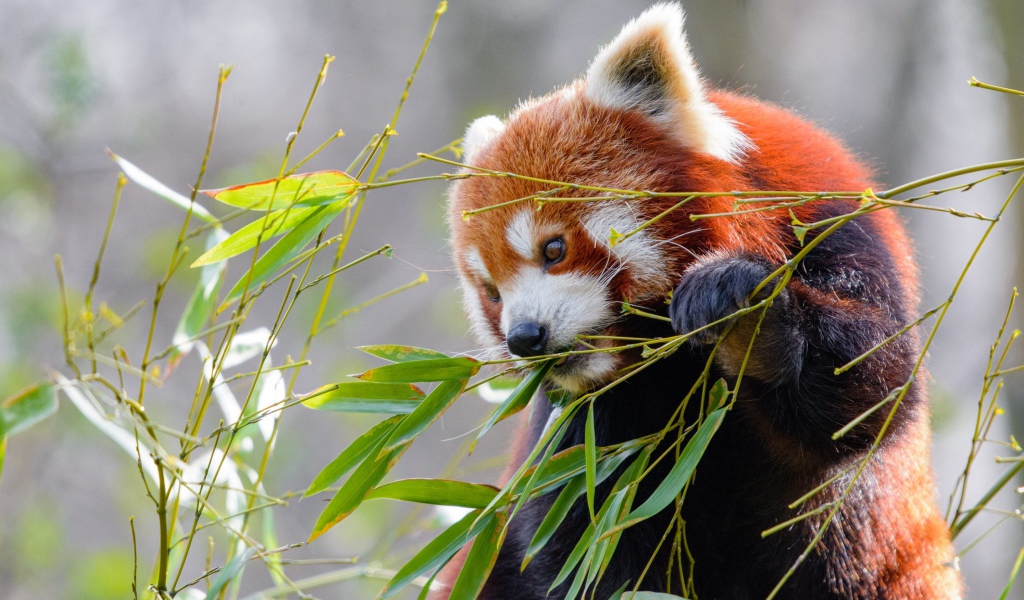 Малая панда грызет зеленые ветки бамбука