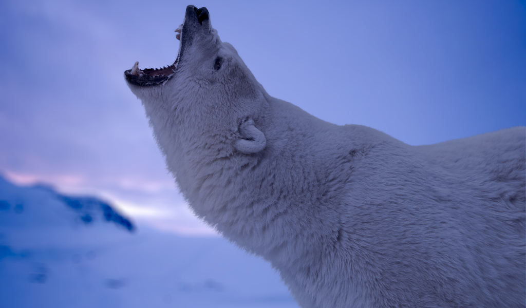 Белый полярный медведь с открытой пастью 
