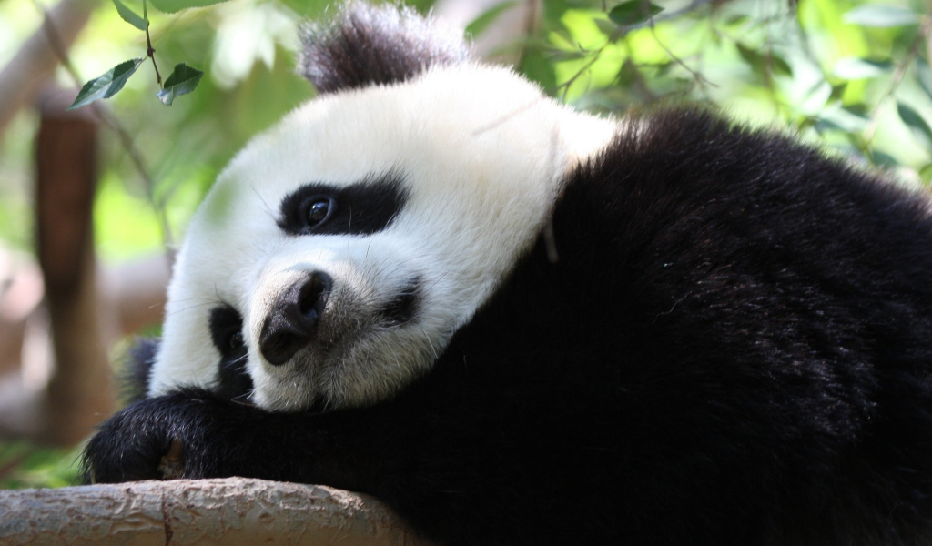 Грустная большая панда лежит на дереве 