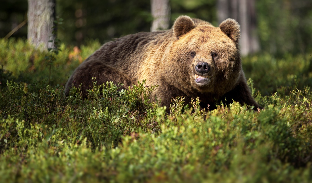 Грозный бурый медведь в зарослях в лесу