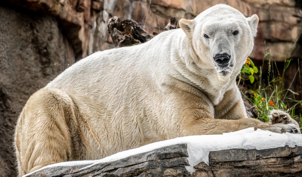 Грозный белый медведь лежит на камне в зоопарке 