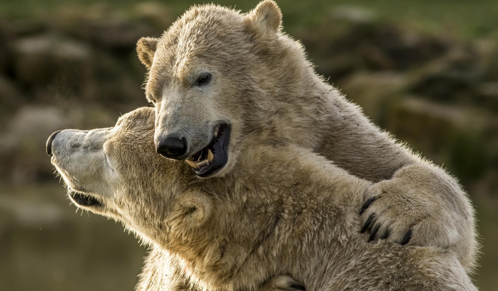 Два больших белых медведя обнимаются 