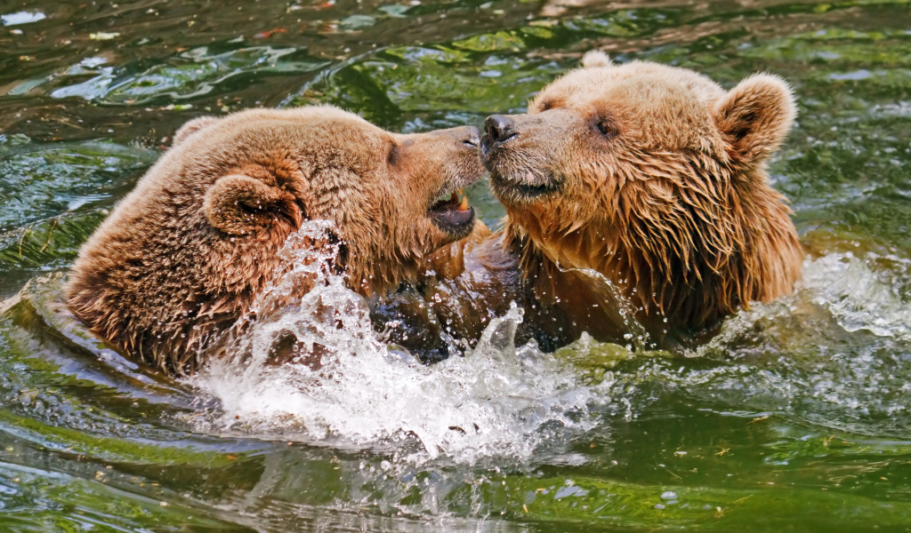Два бурых медведя в воде 