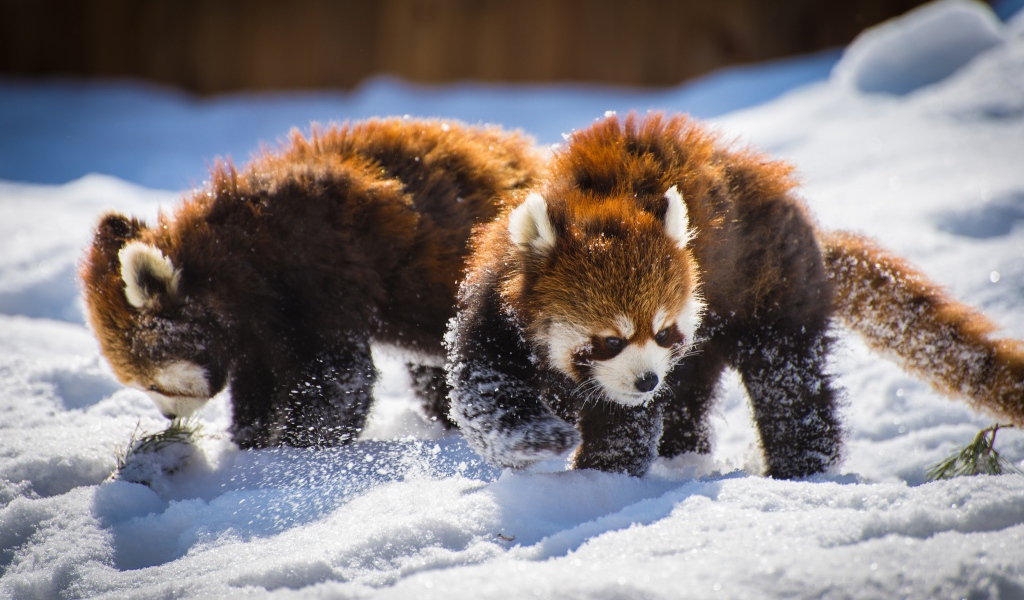 Две забавные красные панды играют на снегу