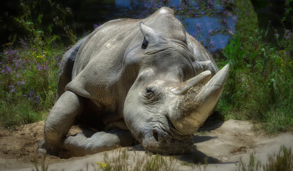 Большой носорог лежит на земле у пруда 