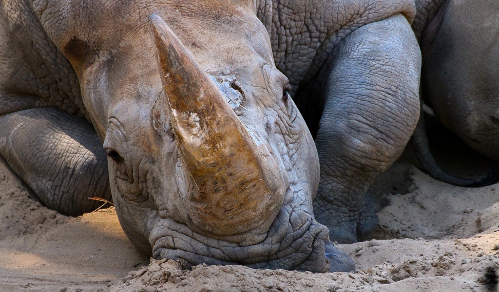 Большой носорог лежит на песке