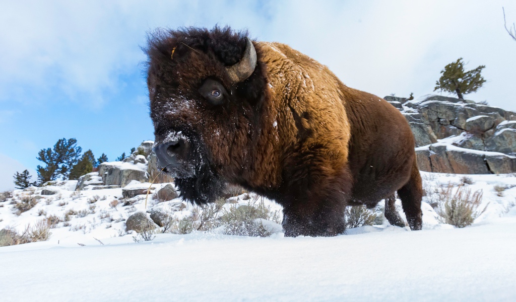 Большой сильный бизон стоит в снегу 