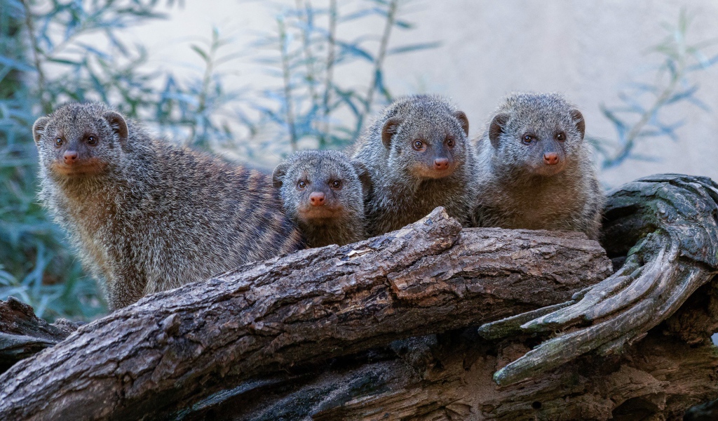 Семейство мангустов на сухом дереве 