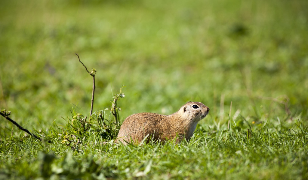 Суслик в зеленой траве 