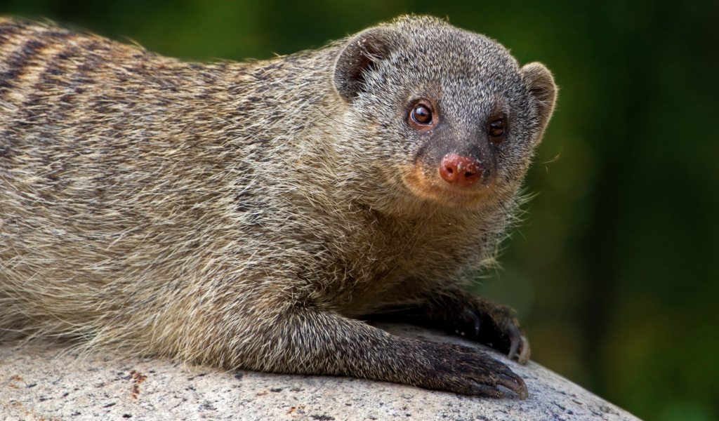 Серый мангуст лежит на камне 