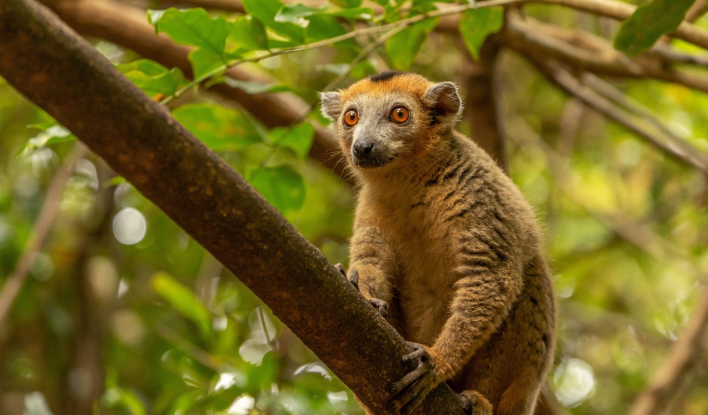 Лемур сидит на высокой ветке дерева 