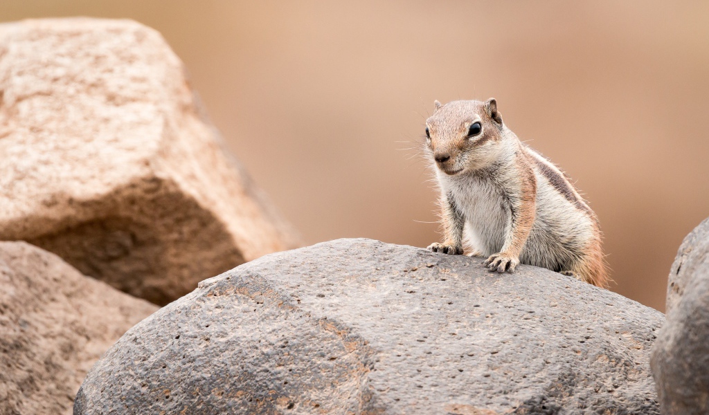 Маленький суслик сидит на камне 