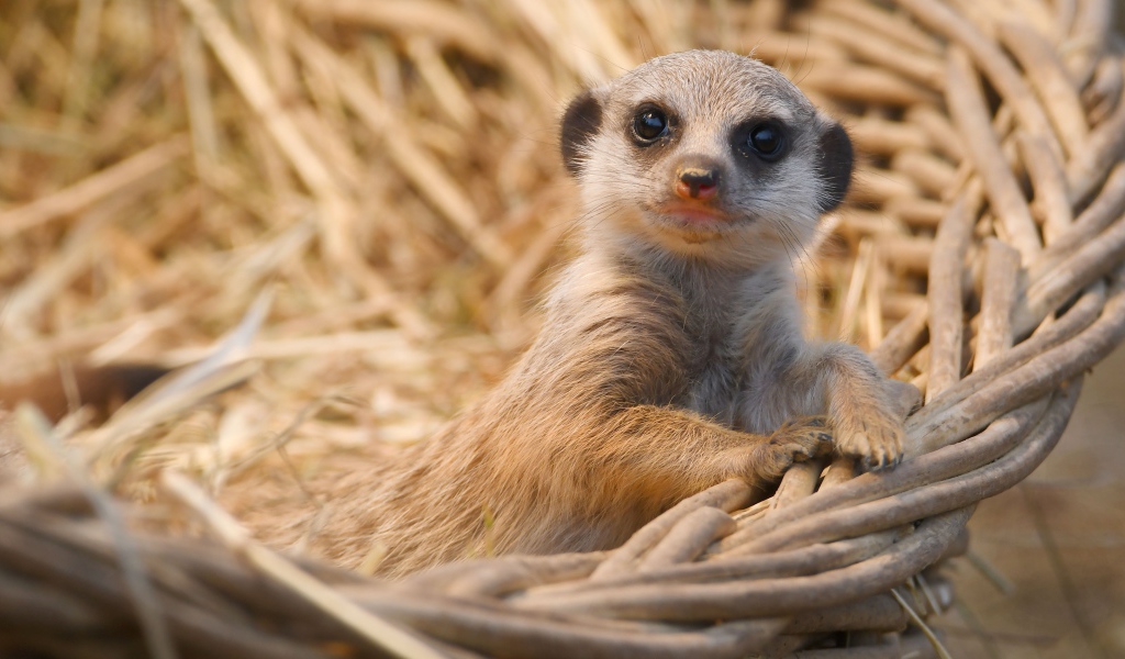 Маленький сурикат лежит в корзине