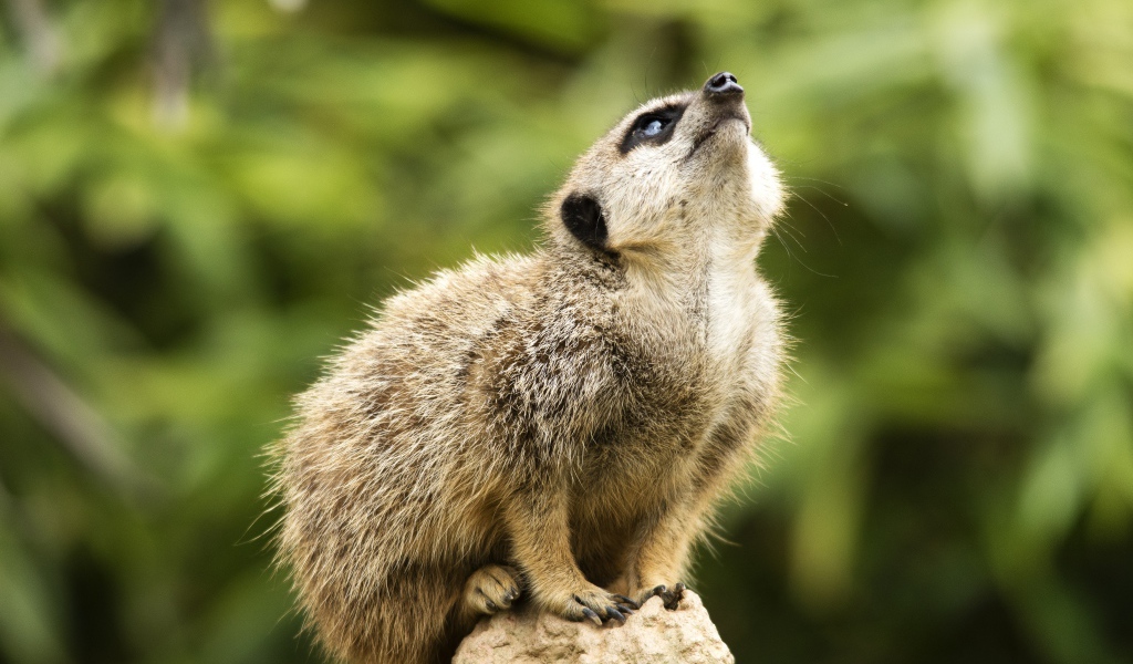 Маленький сурикат сидит на камне 
