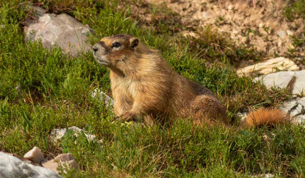 Сурок сидит на зеленой траве 