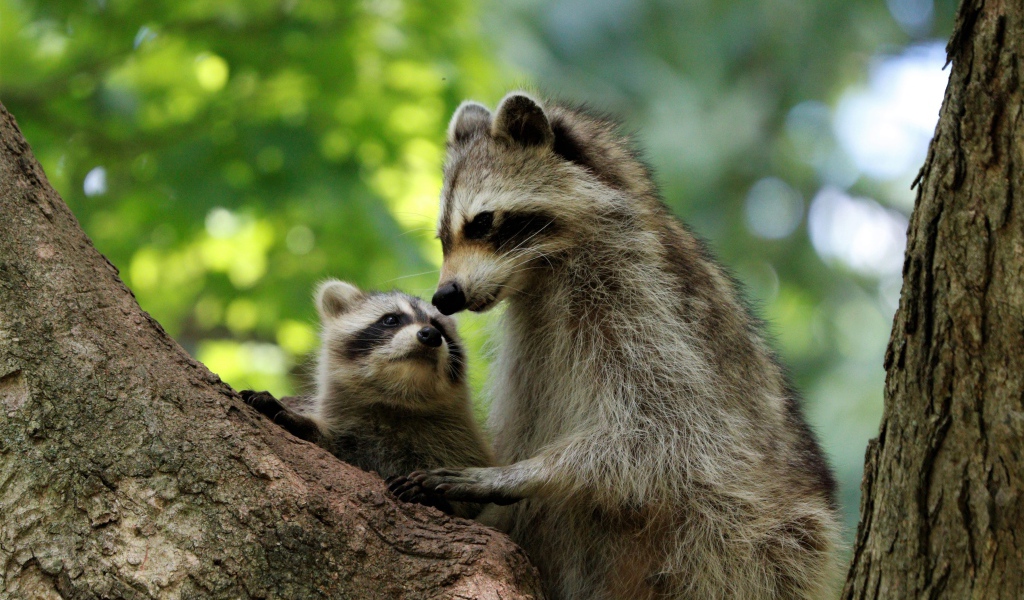 Мама енот с ребенком сидят на дереве