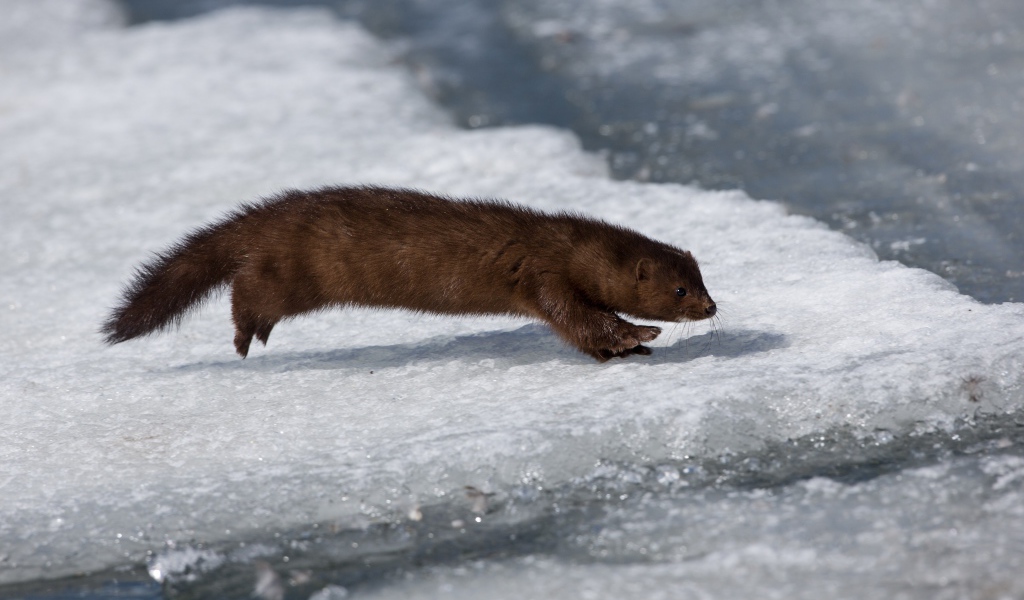 Хищная куница охотится на льду 