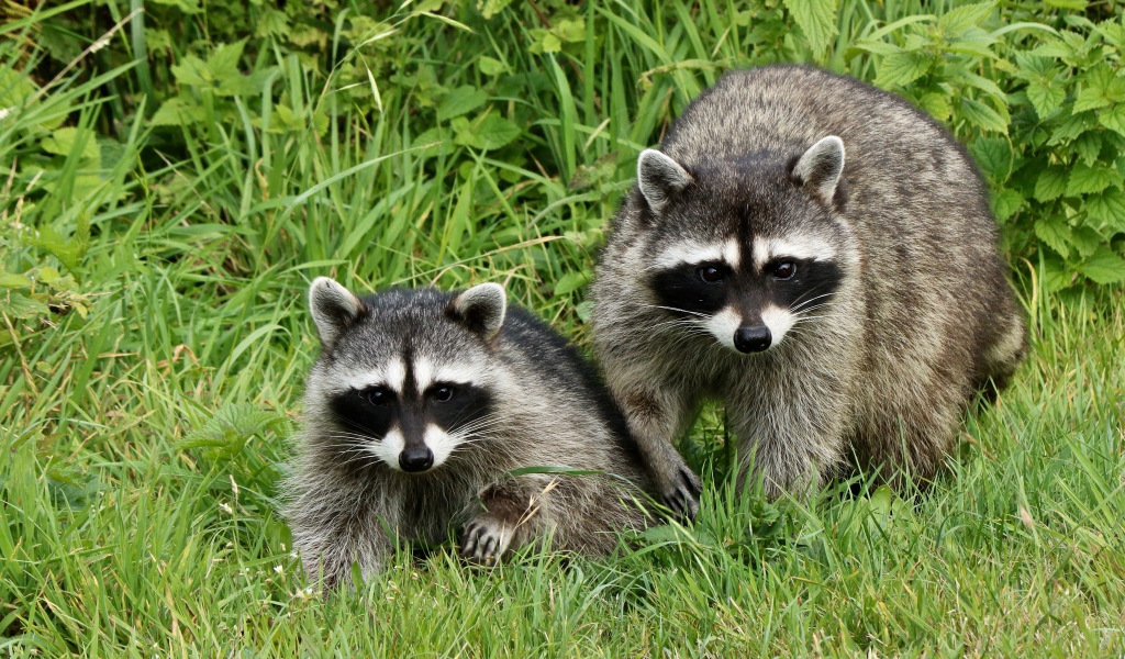 Два енота сидят в зеленой траве