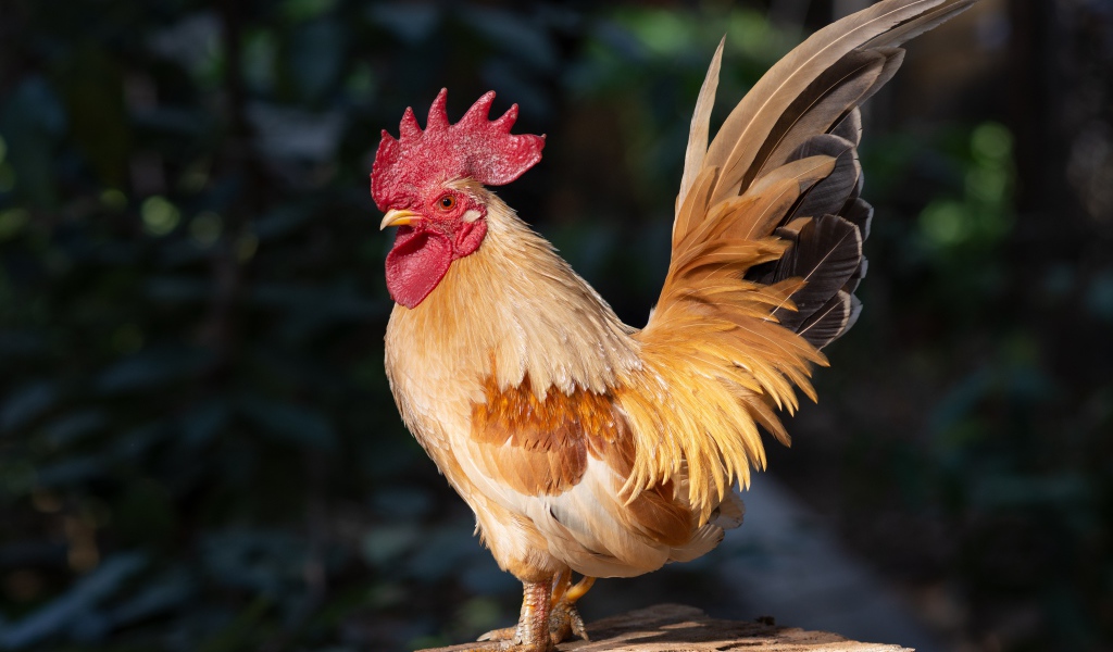 Красивый домашний петух стоит на пне в лучах солнца