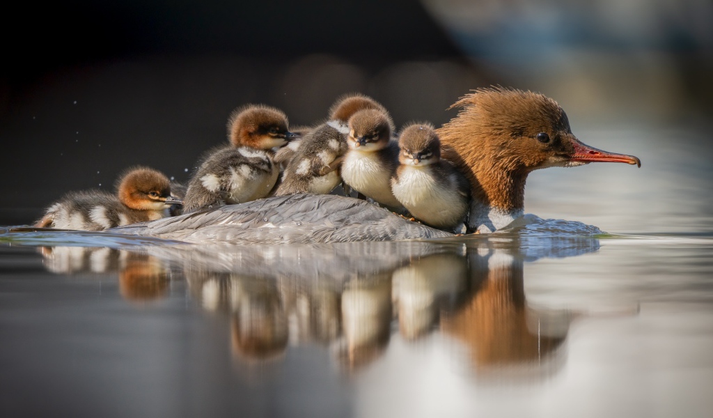 Утка с птенцами на спине плывет по воде