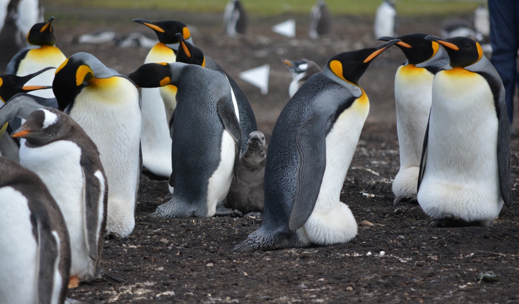 Стая пингвинов на земле 