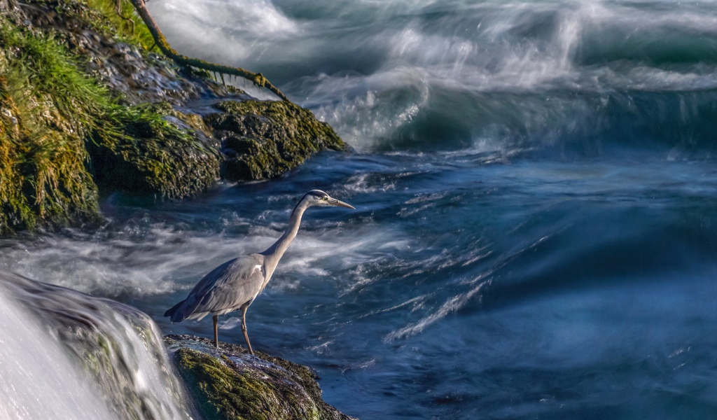 Серая цапля стоит на камне у моря