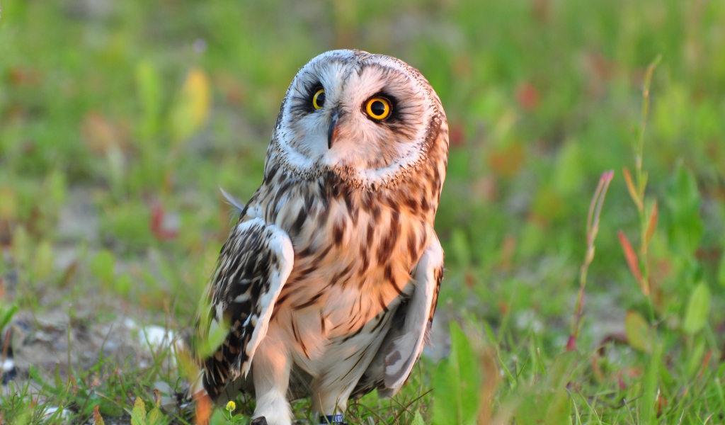 Большая серая сова с желтыми глазами сидит на траве