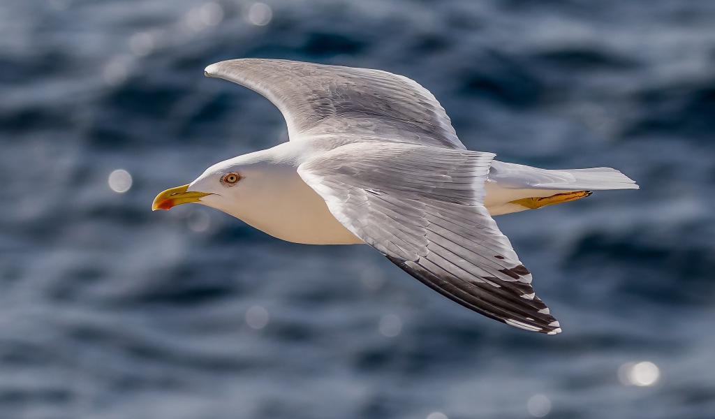 Большая серая чайка летит над водой