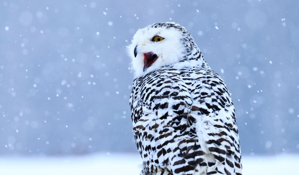 Большая сова с открытым клювом сидит на снегу