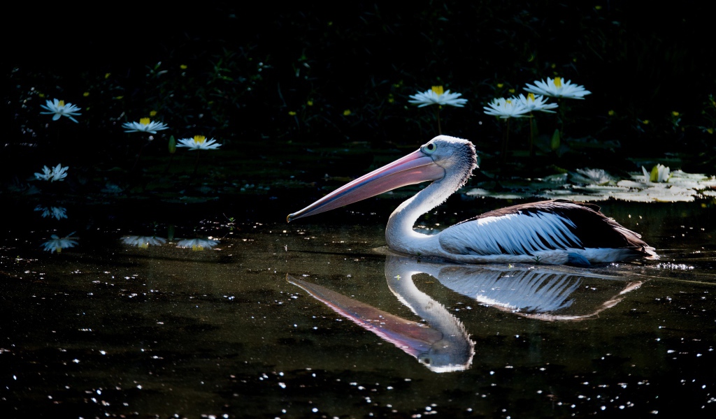 Большой пеликан плавает в пруду с белыми водяными лилиями