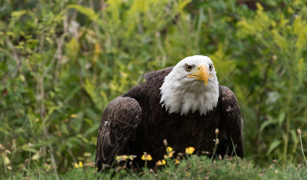 Большой хищный белоголовый орлан сидит в траве