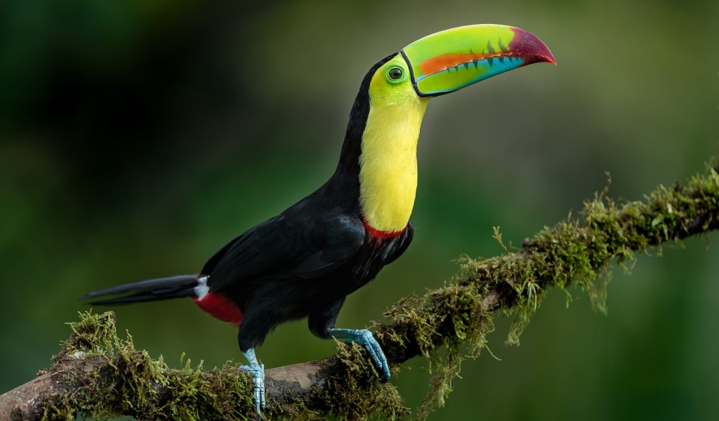 Большой тукан с разноцветным клювом сидит на ветке дерева 