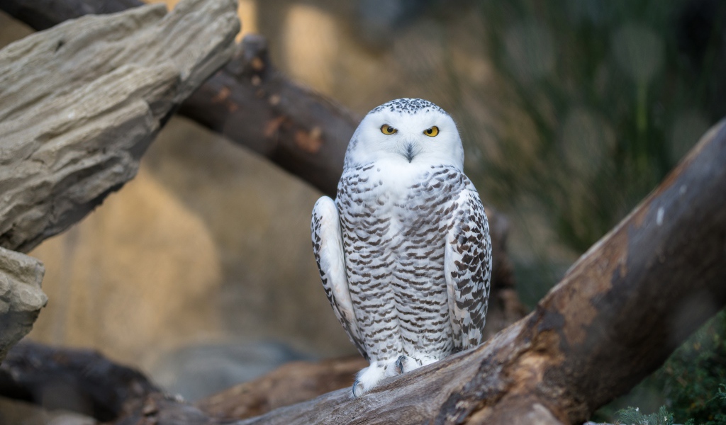 Большая белая сова с желтыми глазами сидит на дереве 