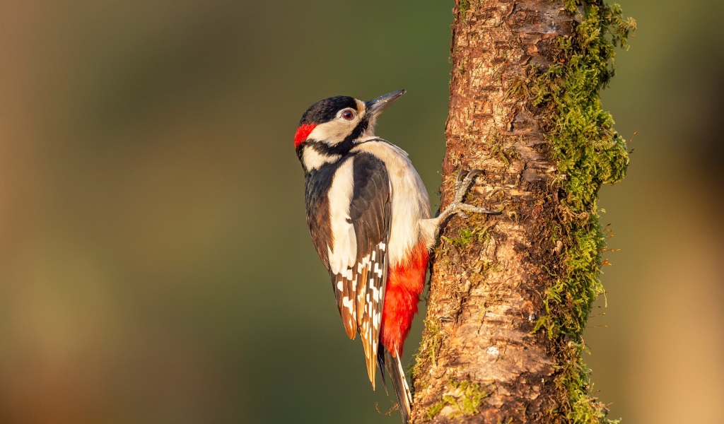 Большой дятел сидит на покрытом мхом дереве 