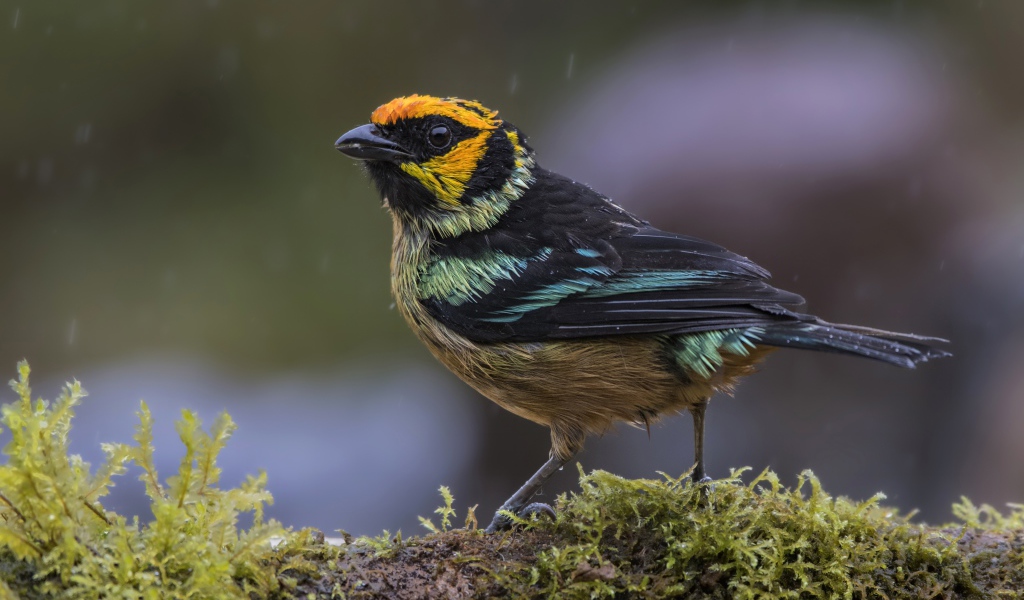 Маленькая птичка сидит на покрытой мхом ветке