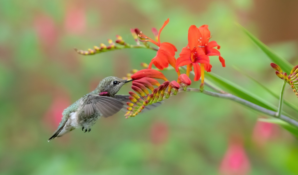 Крошечная птичка колибри пьет нектар из красного цветка