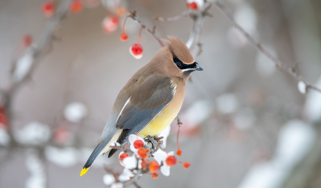 Американский свиристель на ветке дерева зимой