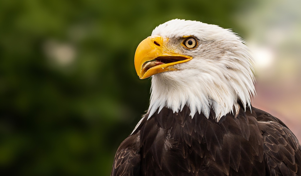 Голова белоголового орлана с открытым клювом 